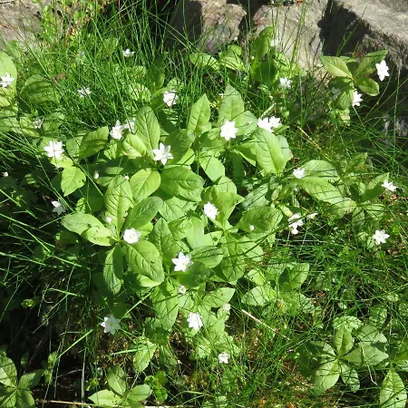 Апартаменты Kotomanty