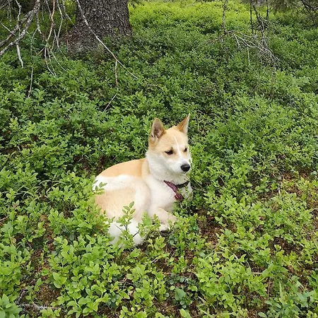 Апартаменты Kotomanty